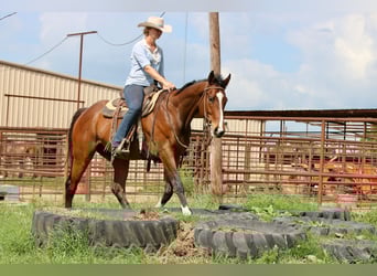 Thoroughbred Mix, Gelding, 6 years, 16 hh, Bay