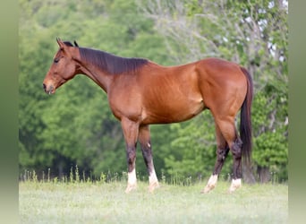Thoroughbred Mix, Gelding, 6 years, 16 hh, Bay