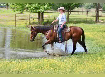 Thoroughbred Mix, Gelding, 6 years, 16 hh, Bay