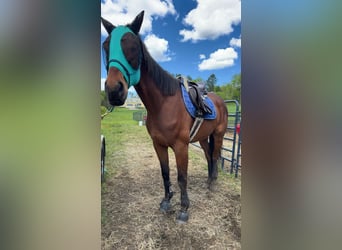 Thoroughbred, Gelding, 6 years, 16 hh, Bay