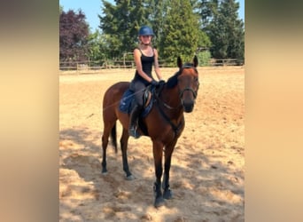 Thoroughbred, Gelding, 6 years, 16 hh, Brown