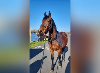 Thoroughbred, Gelding, 6 years, 16 hh, Brown