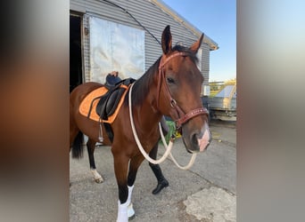 Thoroughbred, Gelding, 6 years, 16 hh, Brown