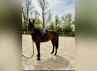 Thoroughbred, Gelding, 6 years, 16 hh, Brown