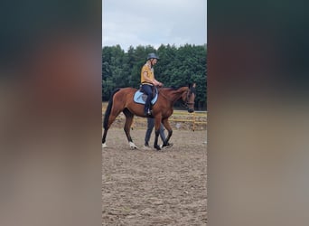 Thoroughbred, Gelding, 6 years, 16 hh, Brown
