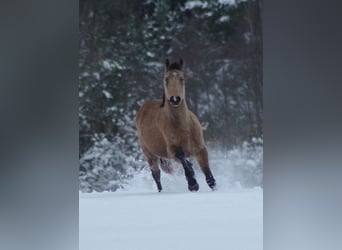 Thoroughbred, Gelding, 6 years, 16 hh, Buckskin