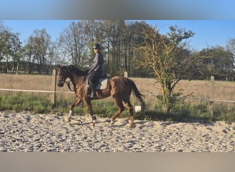 Thoroughbred, Gelding, 6 years, 16 hh, Chestnut