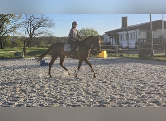 Thoroughbred, Gelding, 6 years, 16 hh, Chestnut