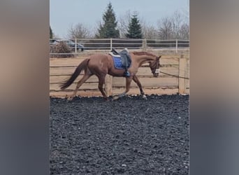 Thoroughbred, Gelding, 6 years, 16 hh, Chestnut-Red