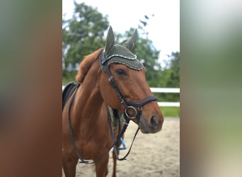 Thoroughbred, Gelding, 6 years, 16 hh, Chestnut-Red
