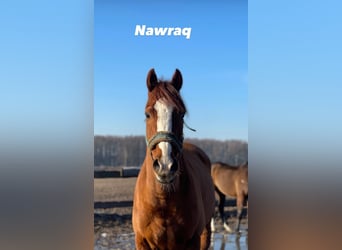 Thoroughbred, Gelding, 6 years, 16 hh, Chestnut-Red