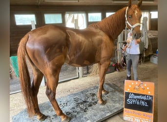 Thoroughbred, Gelding, 6 years, 16 hh, Chestnut-Red