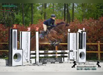 Thoroughbred, Gelding, 6 years, 16,1 hh, Bay-Dark
