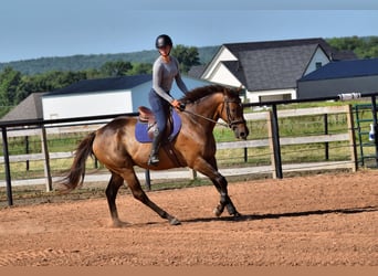 Thoroughbred, Gelding, 6 years, 16,1 hh, Bay