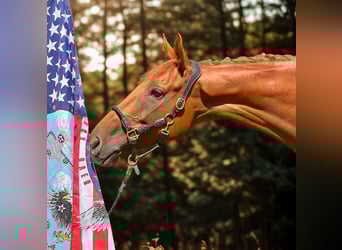 Thoroughbred, Gelding, 6 years, 16,1 hh, Chestnut-Red