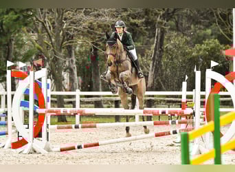 Thoroughbred, Gelding, 6 years, 17 hh, Brown