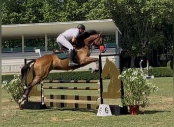 Thoroughbred, Gelding, 6 years, 17 hh, Brown