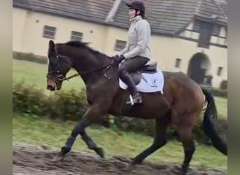 Thoroughbred, Gelding, 6 years, 17 hh, Brown