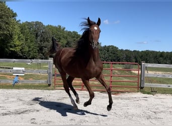 Thoroughbred, Gelding, 6 years, Bay