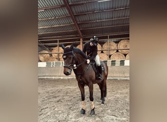 Thoroughbred, Gelding, 7 years, 14.3 hh, Brown
