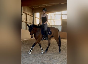 Thoroughbred, Gelding, 7 years, 14.3 hh, Brown