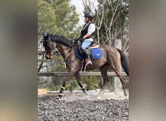 Thoroughbred, Gelding, 7 years, 15.2 hh, Bay-Dark