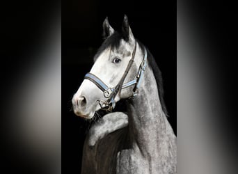 Thoroughbred, Gelding, 7 years, 15,2 hh, Gray