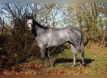 Thoroughbred, Gelding, 7 years, 15,2 hh, Gray