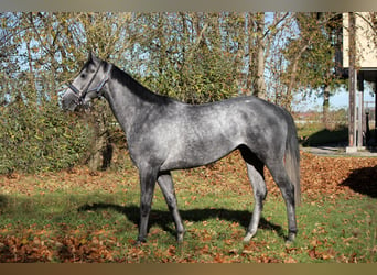 Thoroughbred, Gelding, 7 years, 15,2 hh, Gray