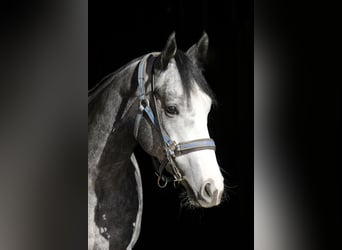 Thoroughbred, Gelding, 7 years, 15,2 hh, Gray