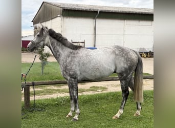 Thoroughbred, Gelding, 7 years, 15.2 hh, Grey Thoroughbred, Gelding, 7 years, 15.2 hh, Grey