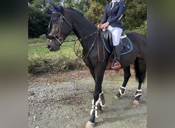 Thoroughbred, Gelding, 7 years, 15.3 hh, Bay-Dark