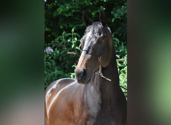 Thoroughbred, Gelding, 7 years, 15,2 hh, Bay-Dark