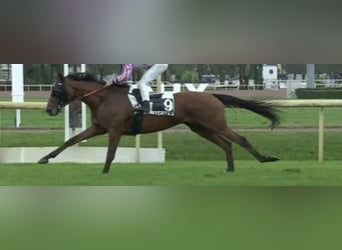 Thoroughbred, Gelding, 7 years, 15,2 hh, Brown