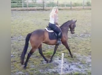 Thoroughbred, Gelding, 7 years, 16,1 hh, Brown