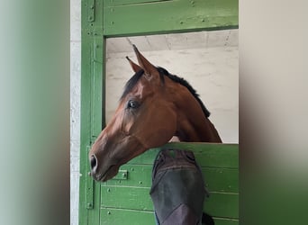 Thoroughbred, Gelding, 7 years, 16.1 hh, Brown