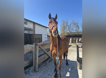 Thoroughbred, Gelding, 7 years, 16.2 hh, Bay-Dark
