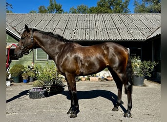 Thoroughbred, Gelding, 7 years, 16.2 hh, Brown