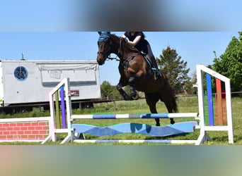 Thoroughbred, Gelding, 7 years, 16 hh, Bay-Dark
