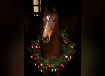 Thoroughbred, Gelding, 7 years, 16 hh, Bay-Dark