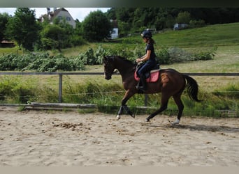 Thoroughbred, Gelding, 7 years, 16 hh, Brown