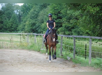 Thoroughbred, Gelding, 7 years, 16 hh, Brown
