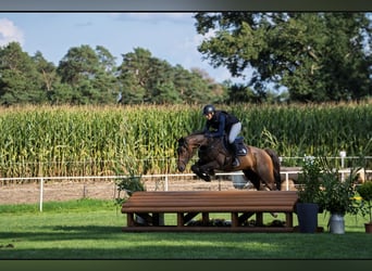 Thoroughbred, Gelding, 7 years, 16 hh, Brown