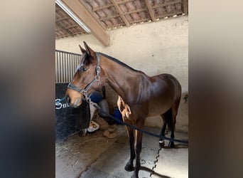 Thoroughbred, Gelding, 7 years, 16 hh, Brown