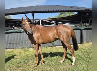 Thoroughbred, Gelding, 7 years, 16 hh, Chestnut-Red