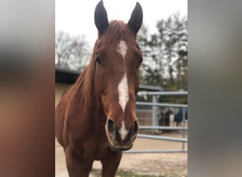 Thoroughbred, Gelding, 7 years, 16 hh, Chestnut-Red