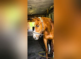Thoroughbred, Gelding, 7 years, 16 hh, Chestnut-Red