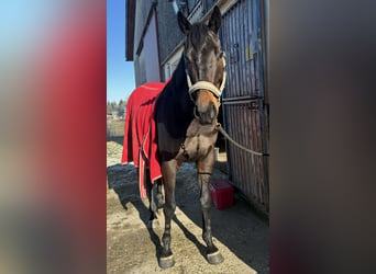 Thoroughbred, Gelding, 7 years, 16 hh