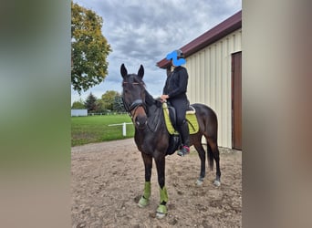 Thoroughbred, Gelding, 7 years, 16,1 hh, Bay-Dark