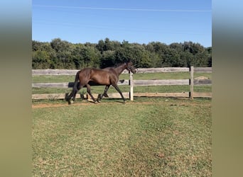 Thoroughbred, Gelding, 7 years, 16,1 hh, Chestnut